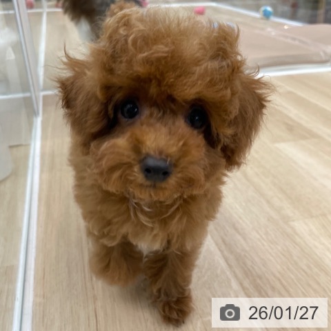 神奈川県のトイプードル(トイ) (ペットプラス 相模原並木店/2025年11月5日生まれ/女の子/レッド)の子犬の4枚目の画像