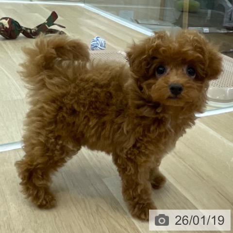 神奈川県のトイプードル(トイ) (ペットプラス 相模原並木店/2025年11月5日生まれ/女の子/レッド)の子犬の3枚目の画像