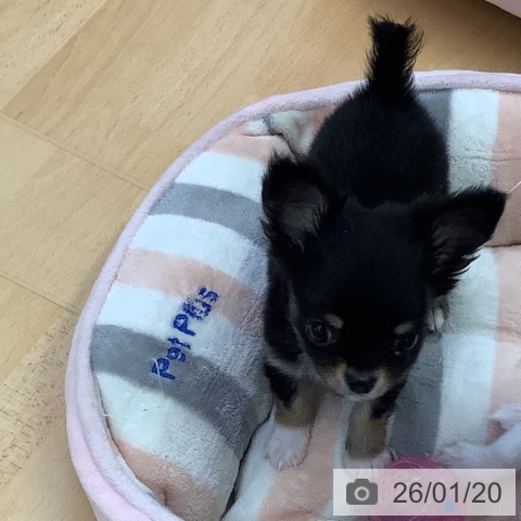 埼玉県のチワワ(ロング) (ペットプラス 羽生店/2025年11月17日生まれ/男の子/ブラックタンホワイト)の子犬の3枚目の画像