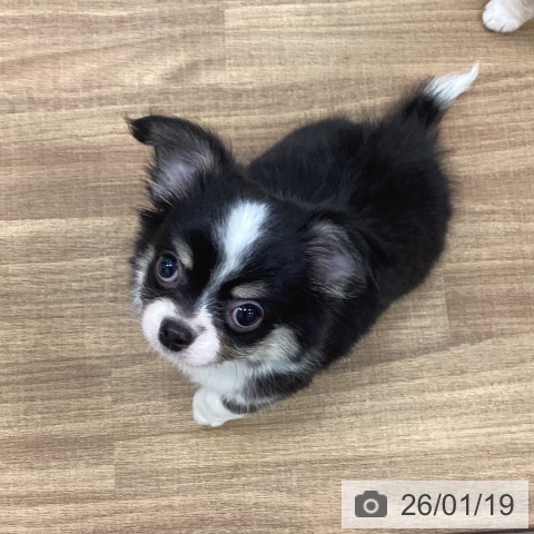 茨城県のチワワ(ロング) (ペッツワン 古河店/2025年11月15日生まれ/男の子/ブラックタンホワイト)の子犬の4枚目の画像