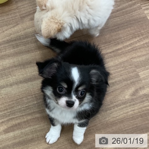 茨城県のチワワ(ロング) (ペッツワン 古河店/2025年11月15日生まれ/男の子/ブラックタンホワイト)の子犬の3枚目の画像