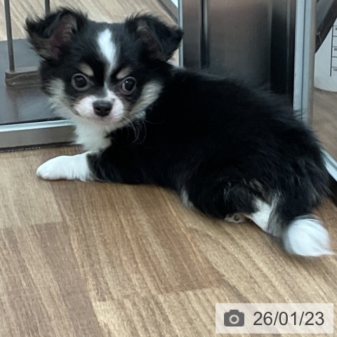 茨城県のチワワ(ロング) (ペッツワン 古河店/2025年11月15日生まれ/男の子/ブラックタンホワイト)の子犬の3枚目の画像