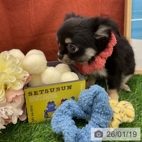 千葉県のチワワ(ロング) (ペットプラス コトエ流山おおたかの森店/2025年11月15日生まれ/女の子/ブラックタン)の子犬の4枚目の画像