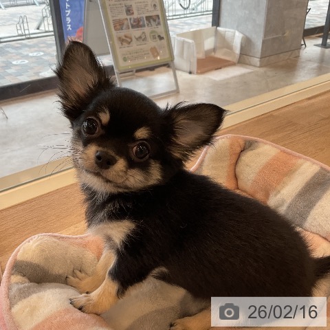 千葉県のチワワ(ロング) (ペットプラス コトエ流山おおたかの森店/2025年11月15日生まれ/女の子/ブラックタン)の子犬の4枚目の画像