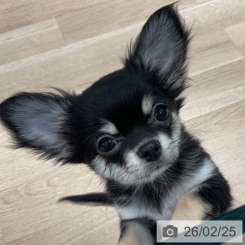 千葉県のチワワ(ロング) (ペットプラス コトエ流山おおたかの森店/2025年11月15日生まれ/女の子/ブラックタン)の子犬の4枚目の画像