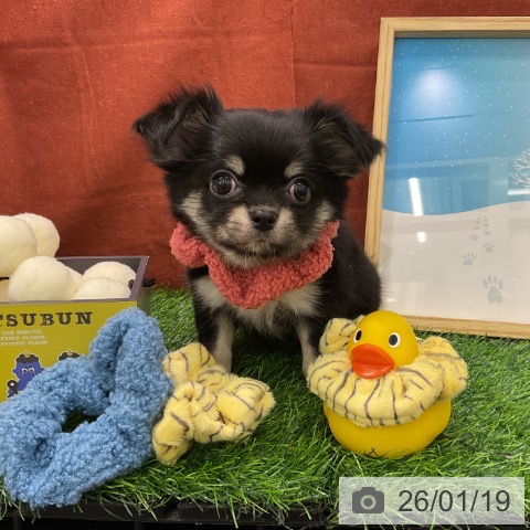 千葉県のチワワ(ロング) (ペットプラス コトエ流山おおたかの森店/2025年11月15日生まれ/女の子/ブラックタン)の子犬の3枚目の画像