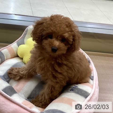 トイ・プードルの写真