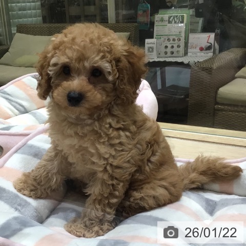 神奈川県のトイプードル(トイ) (ペットプラス 川崎ルフロン店/2025年11月15日生まれ/男の子/アプリコット)の子犬の4枚目の画像