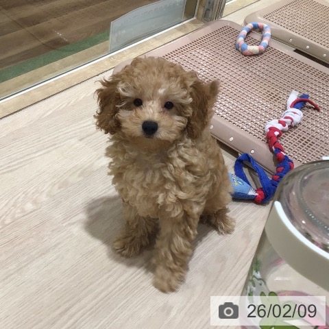 神奈川県のトイプードル(トイ) (ペットプラス 川崎ルフロン店/2025年11月15日生まれ/男の子/アプリコット)の子犬の4枚目の画像