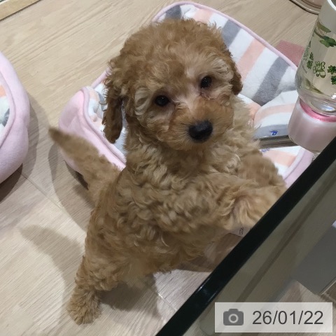 神奈川県のトイプードル(トイ) (ペットプラス 川崎ルフロン店/2025年11月15日生まれ/男の子/アプリコット)の子犬の3枚目の画像