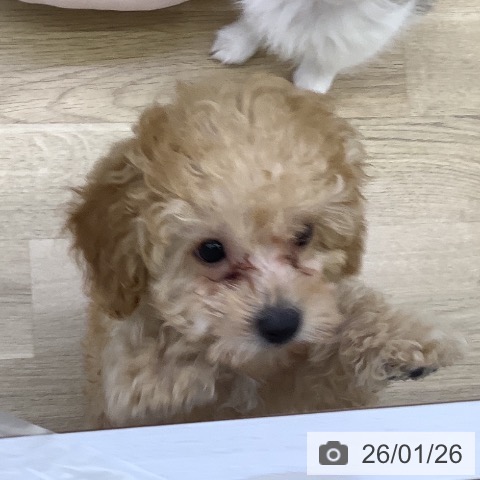 トイ・プードルの写真