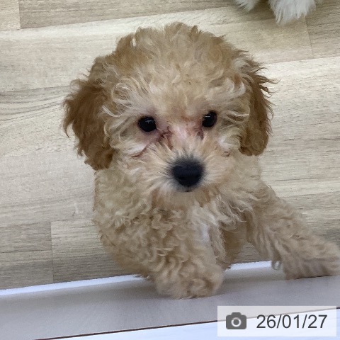 トイ・プードルの写真