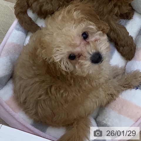 トイ・プードルの写真