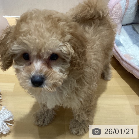 トイ・プードルの写真