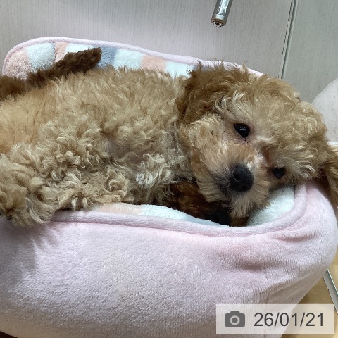 山梨県のトイプードル(トイ) (ペットプラス 甲府昭和店/2025年11月15日生まれ/男の子/アプリコット)の子犬の3枚目の画像