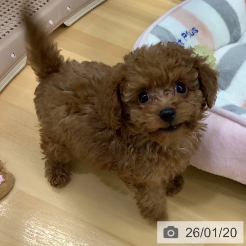 長野県のトイプードル(トイ) (ペットプラス 松本店/2025年11月15日生まれ/女の子/レッド)の子犬の4枚目の画像