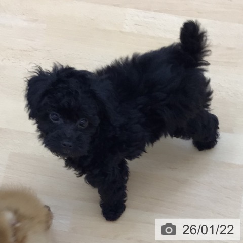 青森県のトイプードル(トイ) (ペットプラス 青森浜田店/2025年11月17日生まれ/女の子/ブラック)の子犬の4枚目の画像
