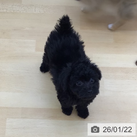 青森県のトイプードル(トイ) (ペットプラス 青森浜田店/2025年11月17日生まれ/女の子/ブラック)の子犬の3枚目の画像