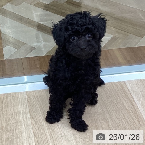 福島県のトイプードル(トイ) (ペットプラス 福島店/2025年11月17日生まれ/女の子/ブラック)の子犬の3枚目の画像