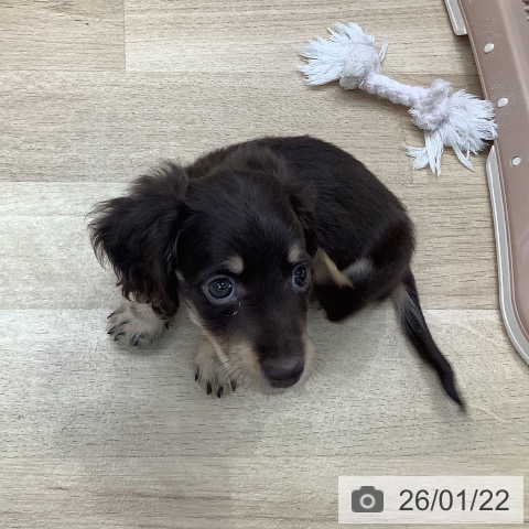 東京都のミニチュアダックスフンド(ロング) (ペットプラス 日の出店/2025年11月18日生まれ/男の子/チョコレートイエロー)の子犬の3枚目の画像