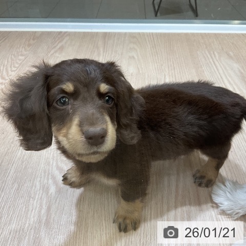 埼玉県のミニチュアダックスフンド(ロング) (ペットプラス 上尾店/2025年11月18日生まれ/男の子/チョコレートイエロー)の子犬の4枚目の画像