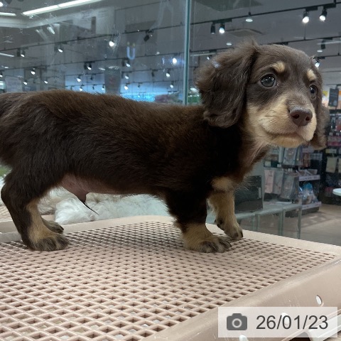 埼玉県のミニチュアダックスフンド(ロング) (ペットプラス 上尾店/2025年11月18日生まれ/男の子/チョコレートイエロー)の子犬の4枚目の画像