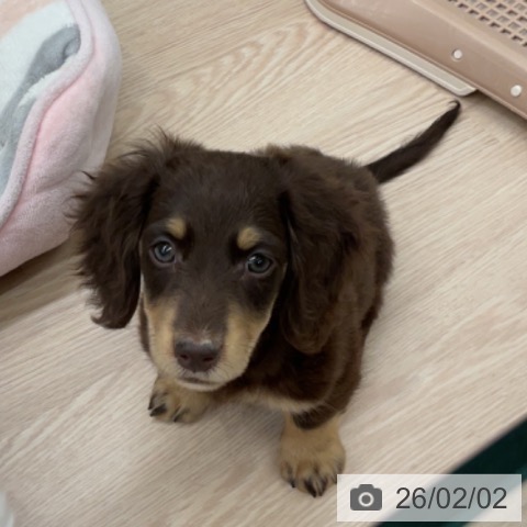 埼玉県のミニチュアダックスフンド(ロング) (ペットプラス 上尾店/2025年11月18日生まれ/男の子/チョコレートイエロー)の子犬の3枚目の画像