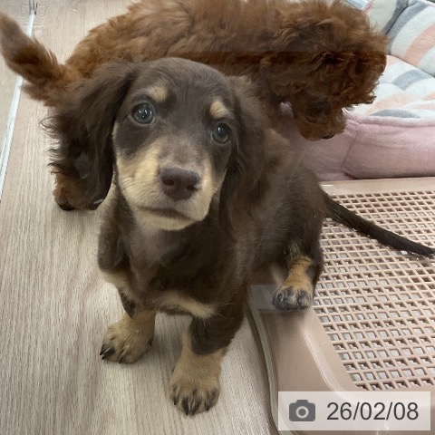 埼玉県のミニチュアダックスフンド(ロング) (ペットプラス 上尾店/2025年11月18日生まれ/男の子/チョコレートイエロー)の子犬の3枚目の画像