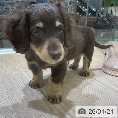 埼玉県のミニチュアダックスフンド(ロング) (ペットプラス 上尾店/2025年11月18日生まれ/男の子/チョコレートイエロー)の子犬の3枚目の画像