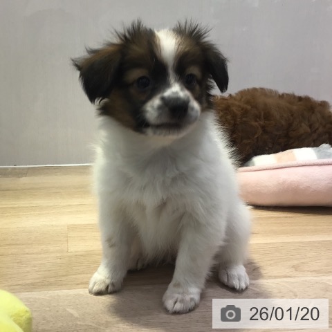 長野県のパピヨン (ペットプラス 長野店/2025年11月17日生まれ/女の子/ホワイトブラウン)の子犬の3枚目の画像