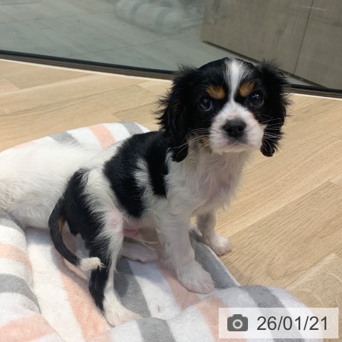 東京都のキャバリアキングチャールズスパニエル (ペットプラス アクアシティお台場店/2025年11月16日生まれ/男の子/トライカラー)の子犬の4枚目の画像