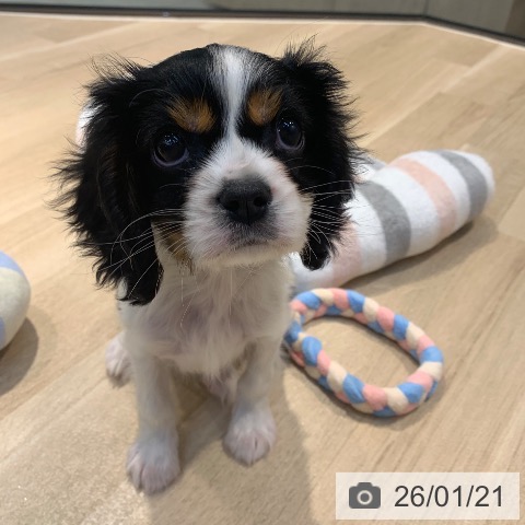 東京都のキャバリアキングチャールズスパニエル (ペットプラス アクアシティお台場店/2025年11月16日生まれ/男の子/トライカラー)の子犬の3枚目の画像