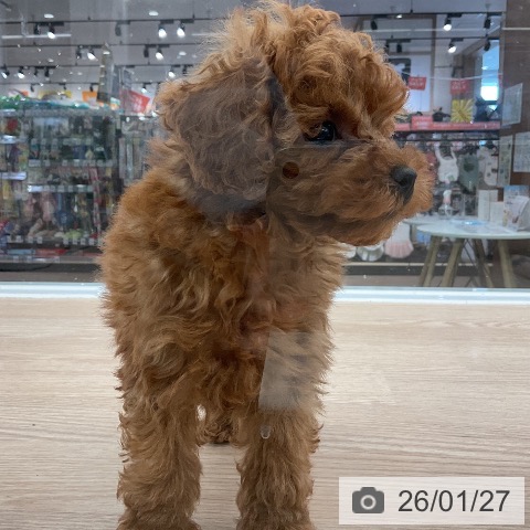 トイ・プードルの写真