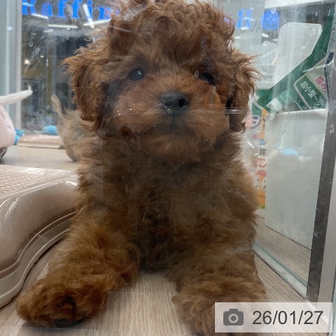 トイ・プードルの写真