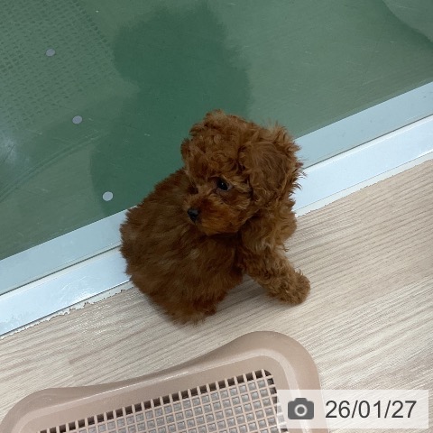 埼玉県のトイプードル(トイ) (ペットプラス 上尾店/2025年11月19日生まれ/男の子/レッド)の子犬の4枚目の画像