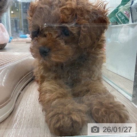 埼玉県のトイプードル(トイ) (ペットプラス 上尾店/2025年11月19日生まれ/男の子/レッド)の子犬の3枚目の画像