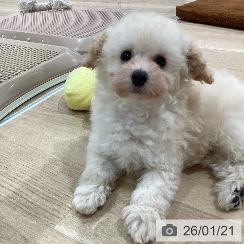 神奈川県のトイプードル(トイ) (ペットプラス ゆめが丘ソラトス店/2025年11月15日生まれ/男の子/クリーム)の子犬の4枚目の画像