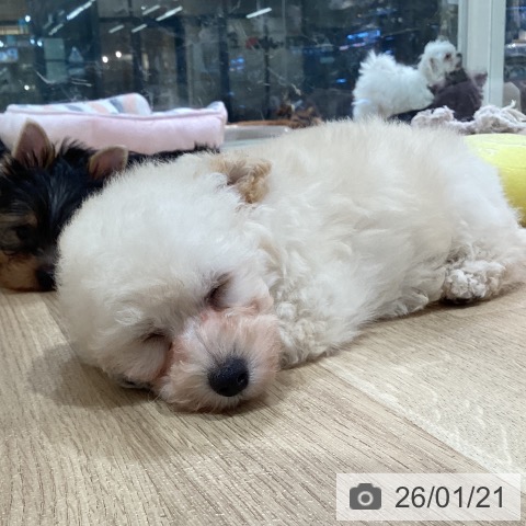 神奈川県のトイプードル(トイ) (ペットプラス ゆめが丘ソラトス店/2025年11月15日生まれ/男の子/クリーム)の子犬の3枚目の画像