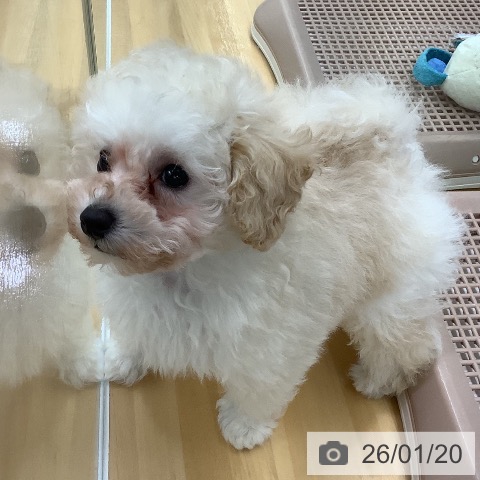 長野県のトイプードル(トイ) (ペットプラス 松本店/2025年11月15日生まれ/男の子/クリーム)の子犬の4枚目の画像