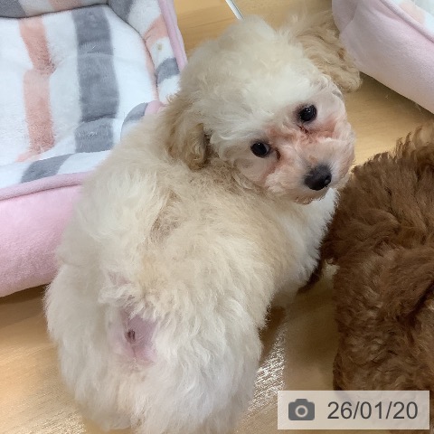 長野県のトイプードル(トイ) (ペットプラス 松本店/2025年11月15日生まれ/男の子/クリーム)の子犬の3枚目の画像