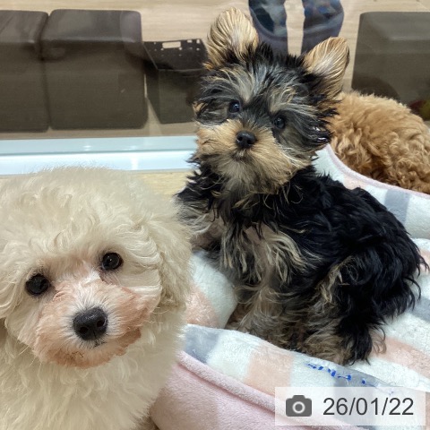 宮城県のトイプードル(トイ) (ペットプラス 名取店/2025年11月15日生まれ/女の子/クリーム)の子犬の4枚目の画像