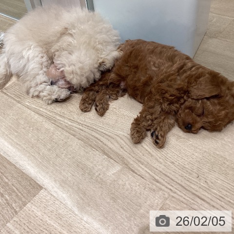 宮城県のトイプードル(トイ) (ペットプラス 名取店/2025年11月15日生まれ/女の子/クリーム)の子犬の4枚目の画像