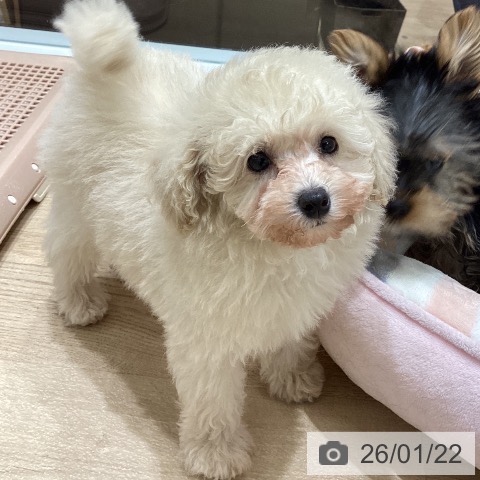 宮城県のトイプードル(トイ) (ペットプラス 名取店/2025年11月15日生まれ/女の子/クリーム)の子犬の3枚目の画像