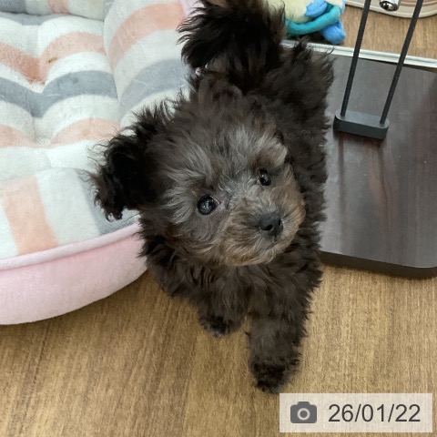 千葉県のトイプードル(トイ) (ペッツワン 千葉ニュータウン店/2025年11月16日生まれ/女の子/シルバー)の子犬の3枚目の画像