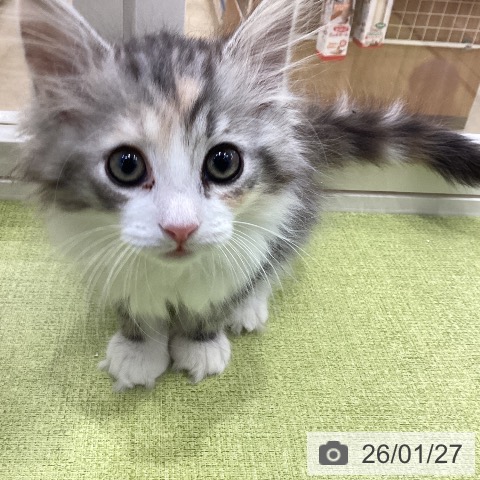 埼玉県のサイベリアン (ペットプラス 羽生店/2025年11月12日生まれ/女の子/シルバーパッチドタビーホワイト)の子猫の4枚目の画像