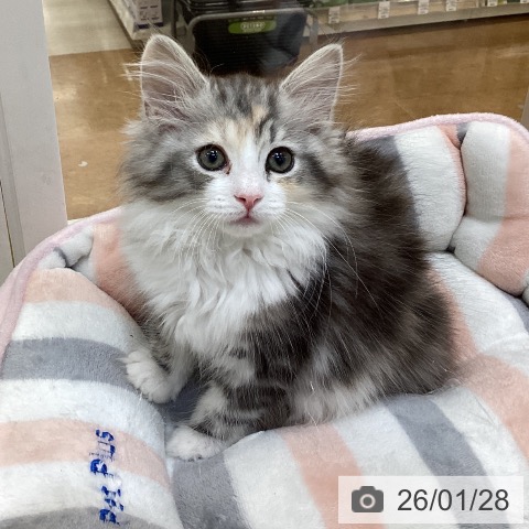 埼玉県のサイベリアン (ペットプラス 羽生店/2025年11月12日生まれ/女の子/シルバーパッチドタビーホワイト)の子猫の3枚目の画像