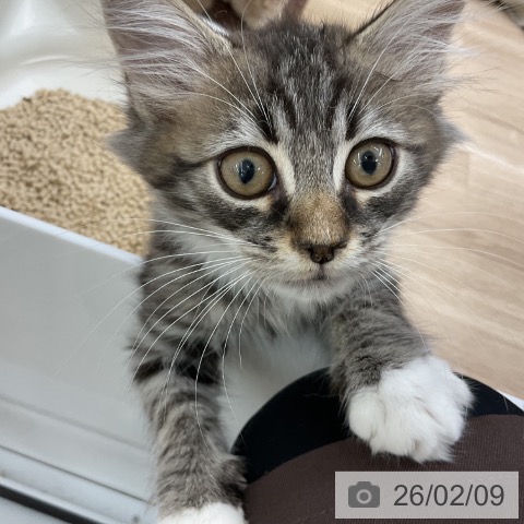 福島県のサイベリアン (ペットプラス 福島店/2025年11月19日生まれ/男の子/ブラウンタビーホワイト)の子猫の4枚目の画像