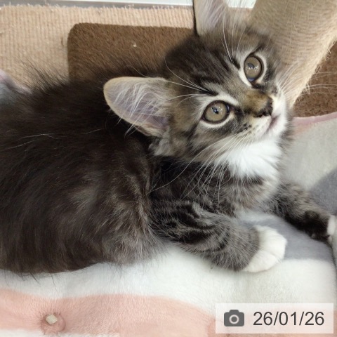 福島県のサイベリアン (ペットプラス 福島店/2025年11月19日生まれ/男の子/ブラウンタビーホワイト)の子猫の3枚目の画像