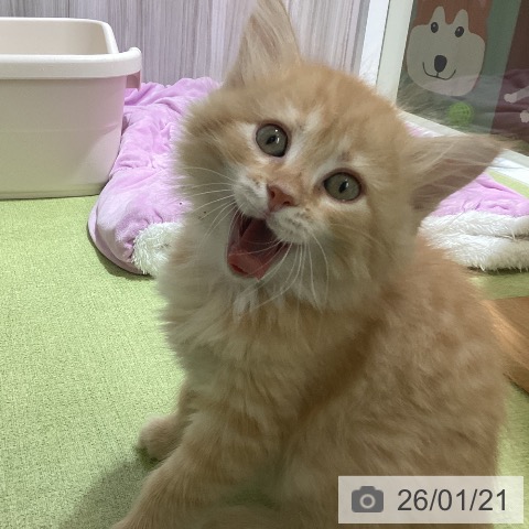 神奈川県のサイベリアン (ペットプラス 新百合丘店/2025年11月19日生まれ/男の子/レッドタビーホワイト)の子猫の4枚目の画像