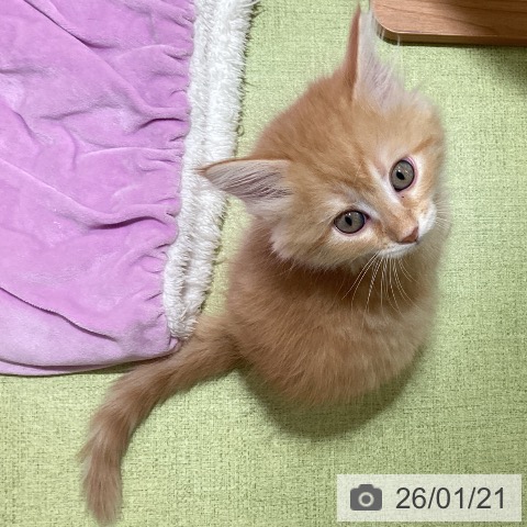 神奈川県のサイベリアン (ペットプラス 新百合丘店/2025年11月19日生まれ/男の子/レッドタビーホワイト)の子猫の3枚目の画像